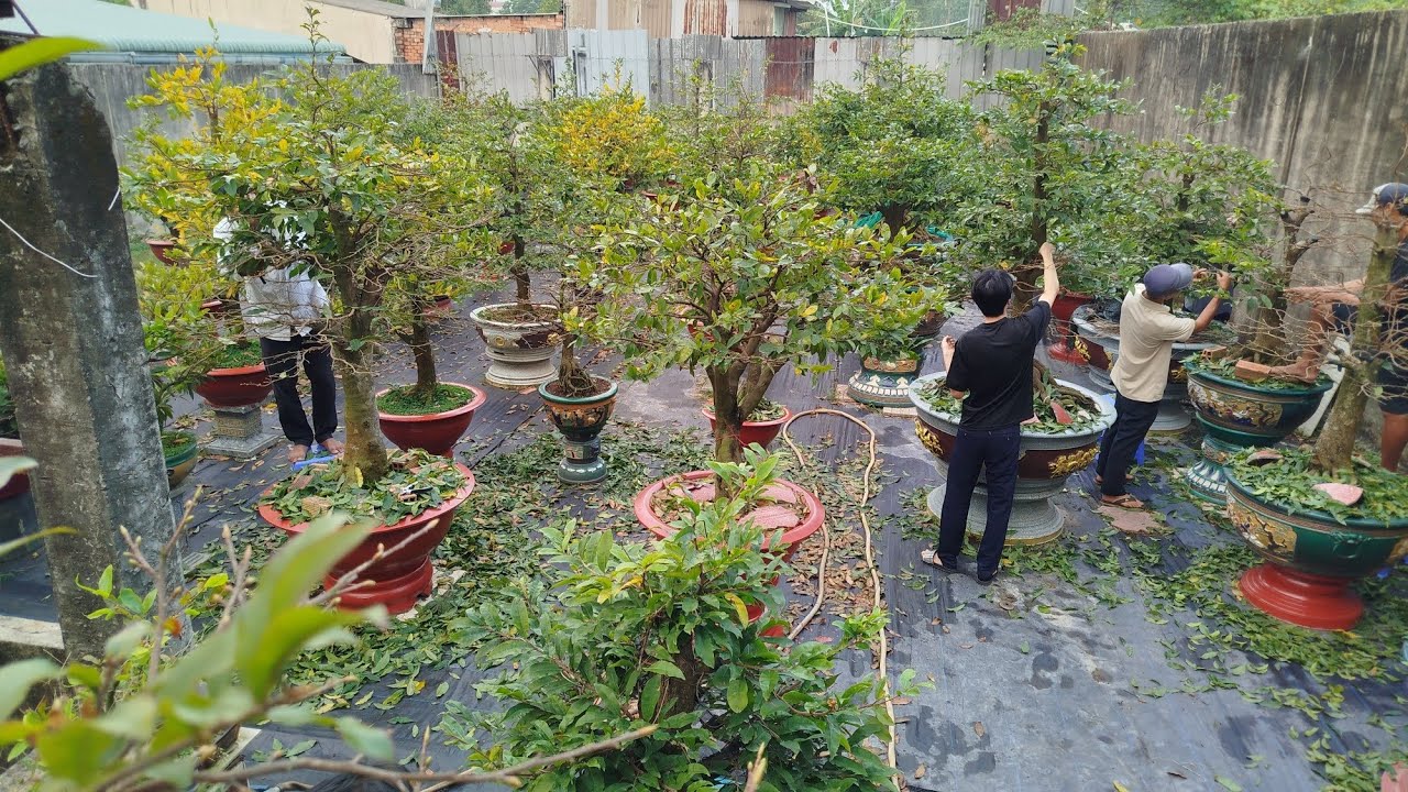 Vì Sao Vườn Mai Anh Sơn Lãi Lá SBSG Sớm? 0908495022