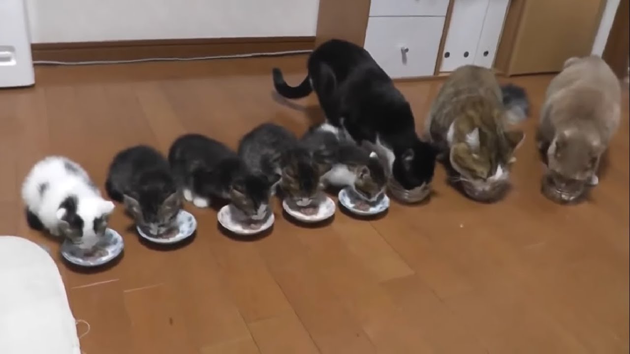ひのきと子猫、8匹揃ってご飯を食べる様子に癒される
