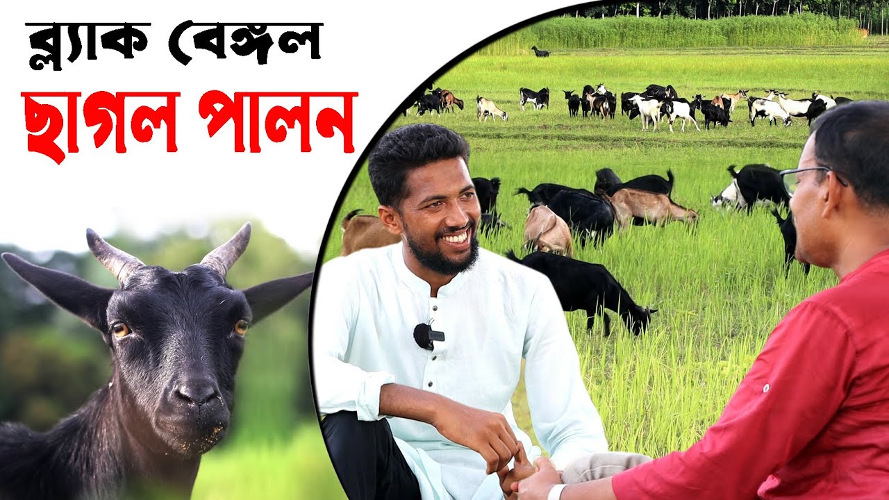 937- আজ দেখুন ব্লাক বেঙ্গল ছাগলের খামার -র.ই.মানিক চিত্রপুরী । R.I.Manik.Chitrapuri Krishichitra