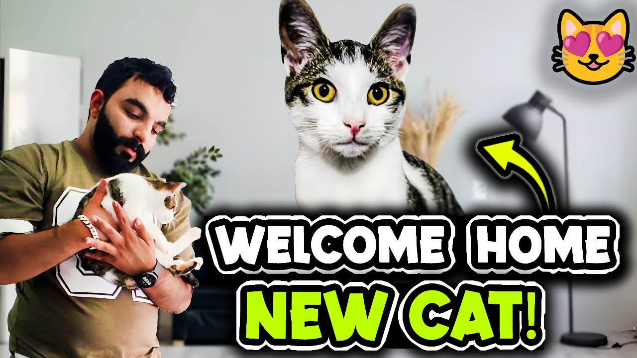 We Adopted a Cat Today | Vlog of his first day home 🐈🐾