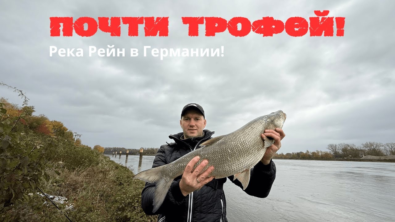 Поймал хорошего жереха! Река Рейн в Германии.