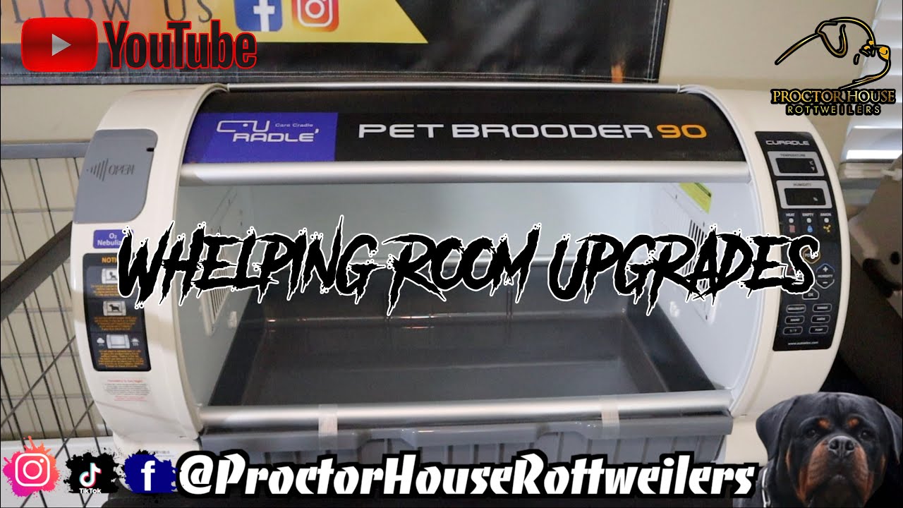 OUR NEW INCUBATOR, PET BROODER 90