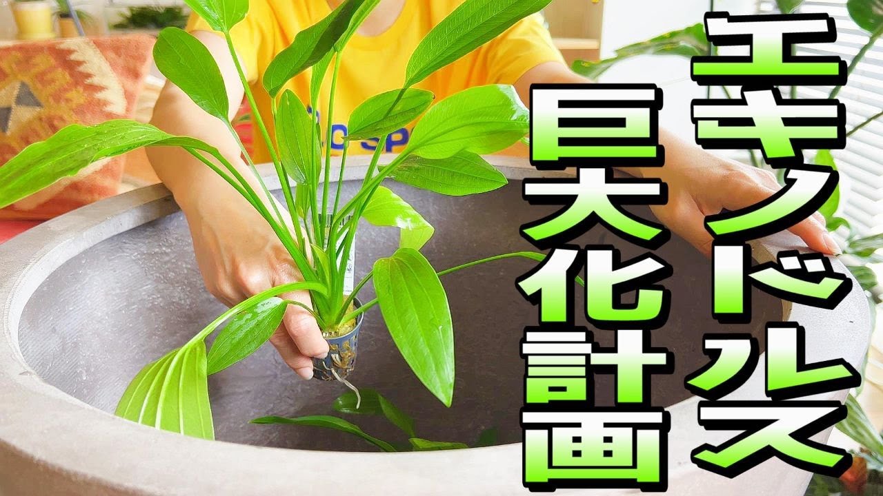 【ビオトープ】エキノドルス巨大化計画（超巨大な水鉢にエキノドルスを植えていく）