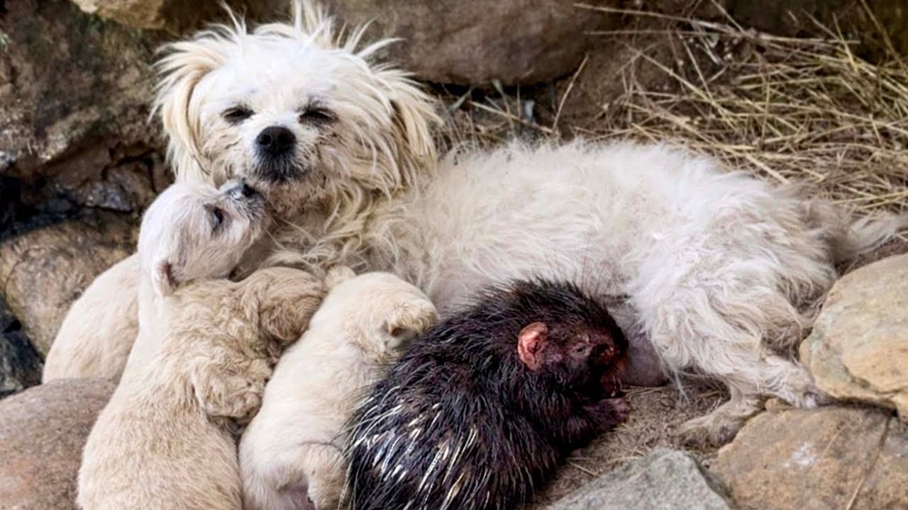 Shocked! A great dog mom 🐶 raised a baby porcupine and her cute puppies in the forest ❤👍👍👍