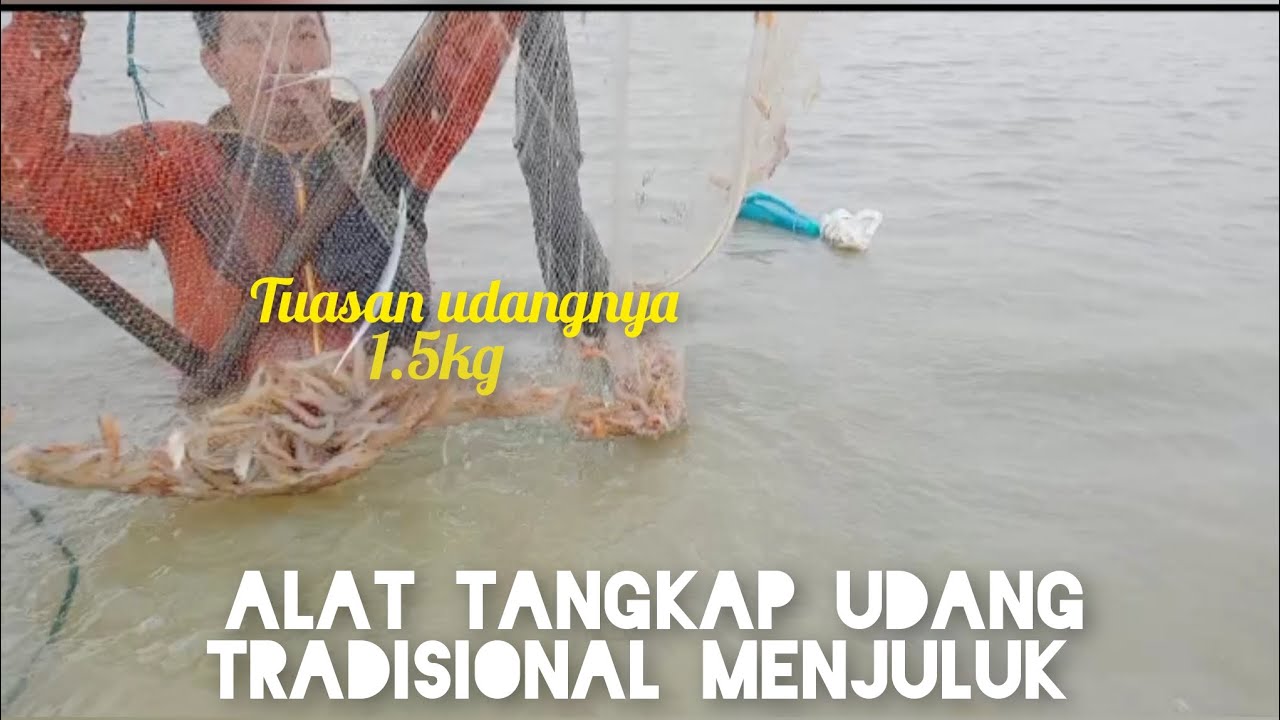 Alat tangkap udang tradisional menjuluk hasilnya‼️ 6kg ‼️ Alat tangkap udang sungkur hasilnya 6.5kg