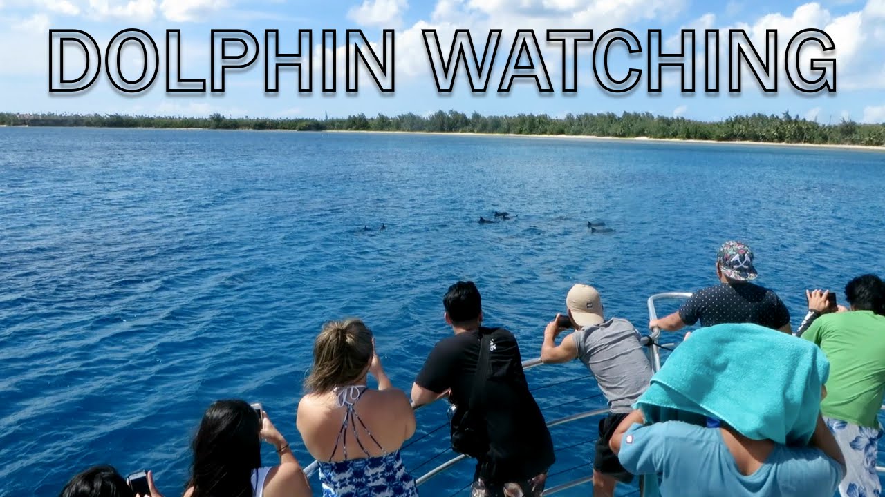 Dolphin watching in Guam ~