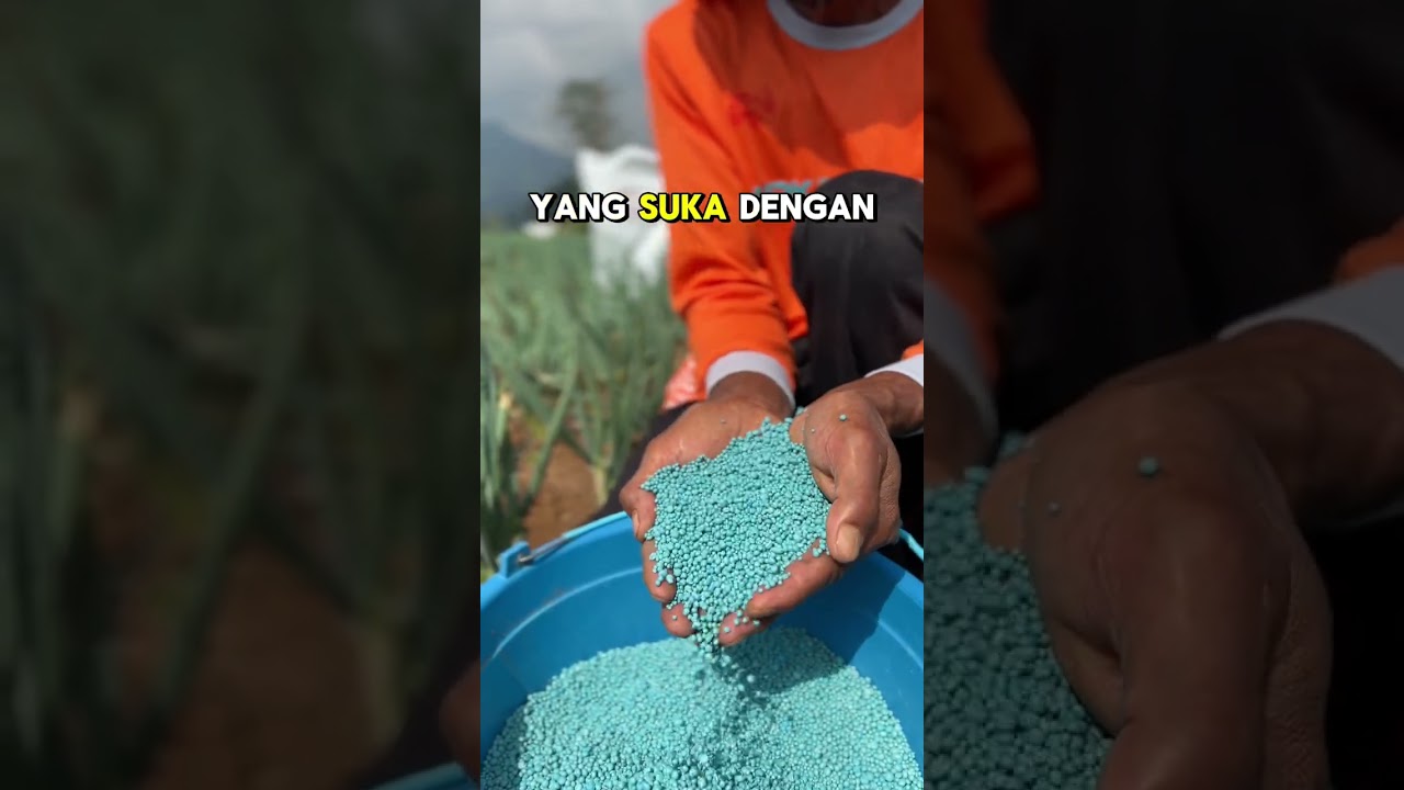 PERBEDAAN NITROGEN, AMONIUM dan NITRAT