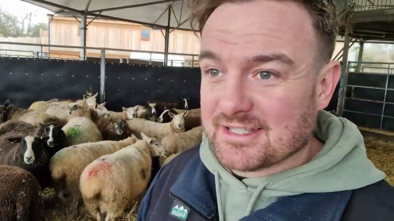 Bedding up the sheep - Cannon Hall Farm