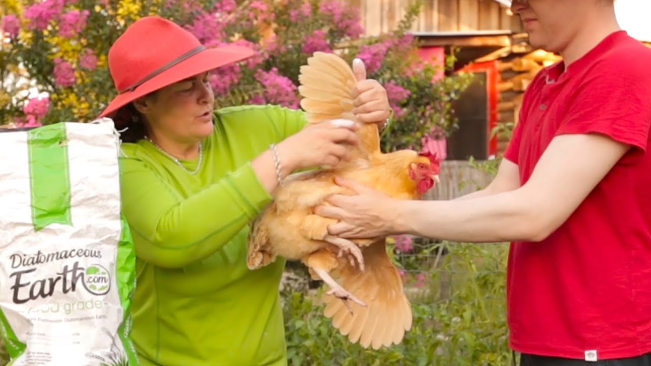 Cure mites & ticks on your chickens naturally.