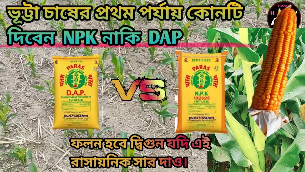 ভূট্টার অধিক ফলন পেতে  এই রাসায়নিক সার প্রয়োগ করুন । Pioneer P 3355 ভূট্টার সার প্রয়োগ #fertilizer