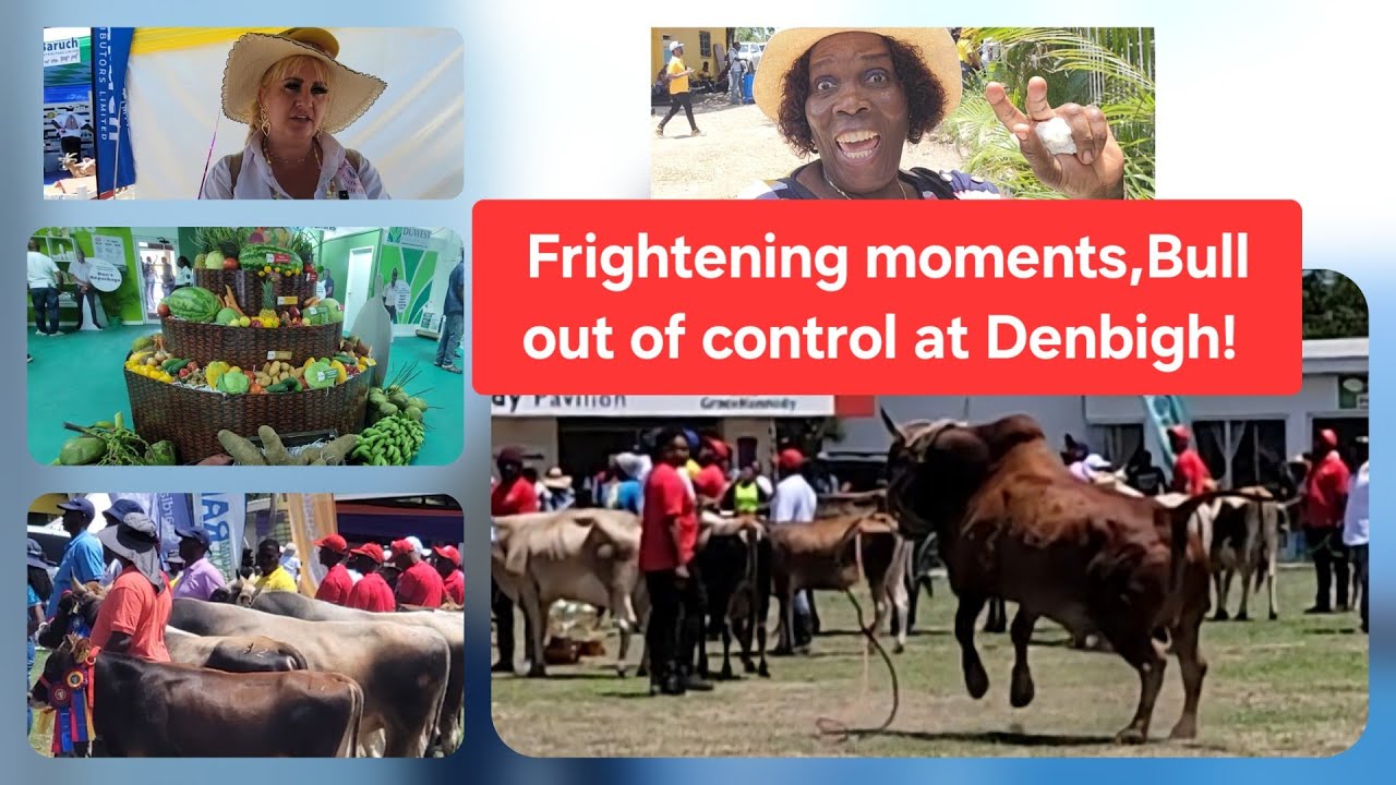 Denbigh agricultural show 2025 Jamaica New Era! @Everblesstravels 
