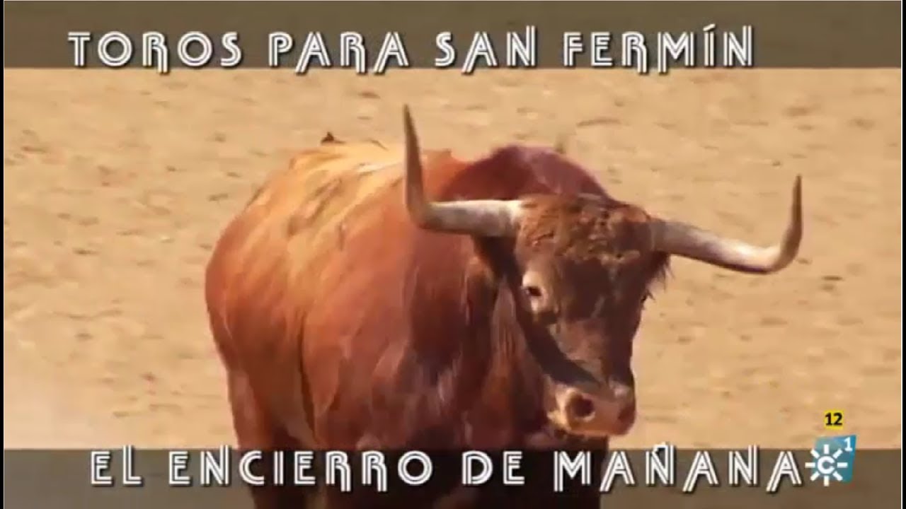 Toros Para San Fermín, El Encierro De Mañana