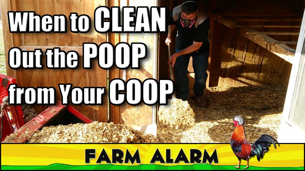 How to clean a Chicken Coop - When, Why and How Often