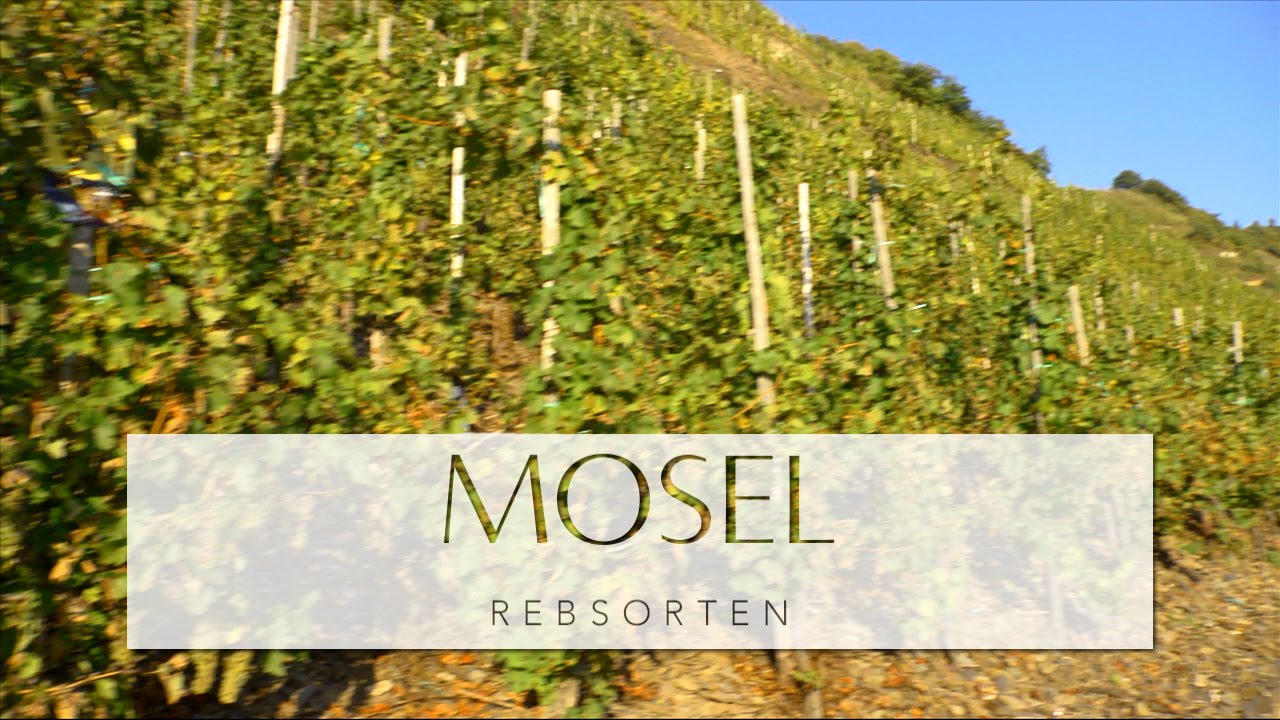 MOSEL - Rebsorten