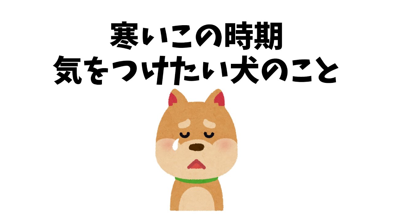 寒い時期に愛犬の健康を守るコツ3選