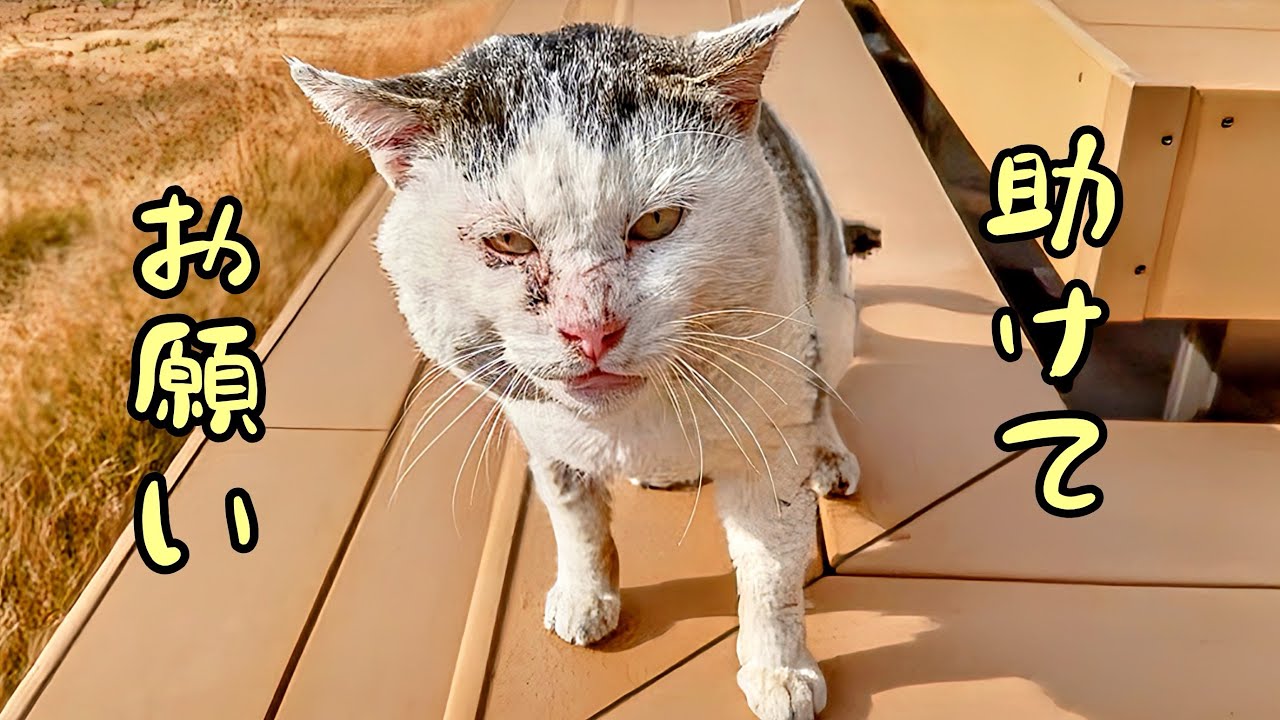 毎日来る野良猫が‥ボロボロの姿になって助けを求めてきた