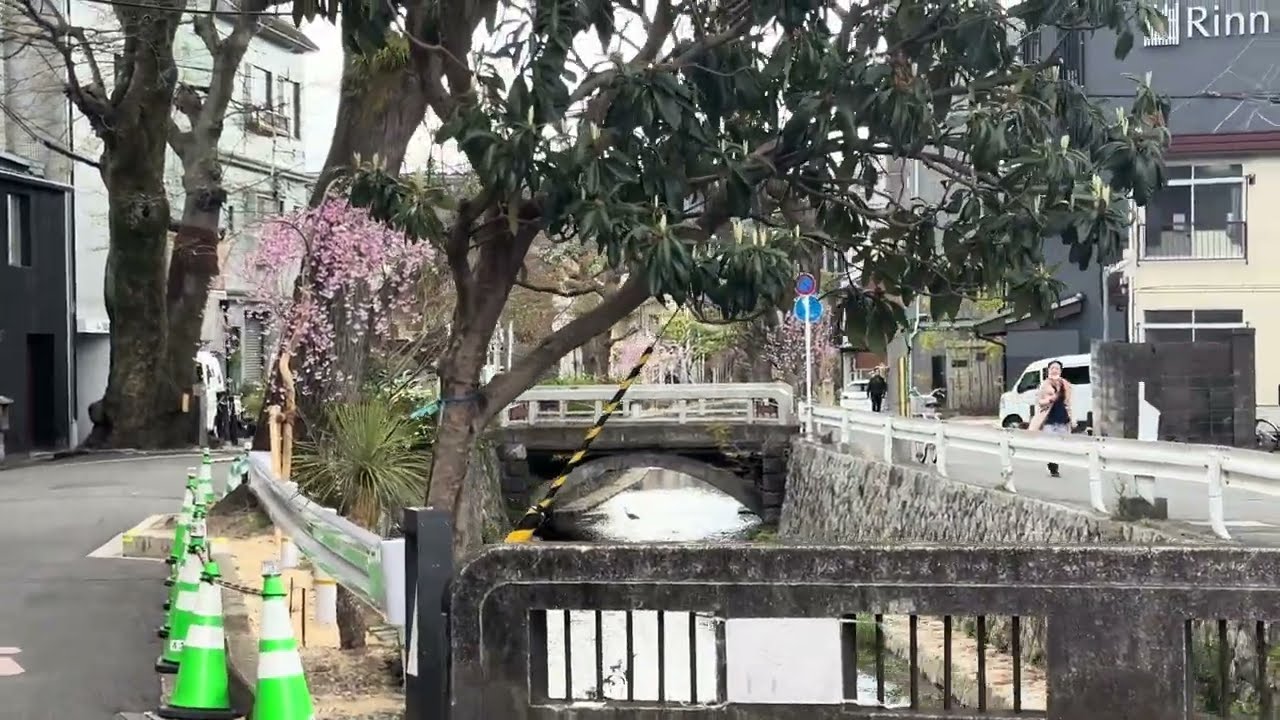 🌸五条通の南にある京都の穴場🌸 Kyoto’s Secret Sakura District — カフェ・バー・桜並木・町家ギャラリー Cafés・Bars・Hidden Blossoms