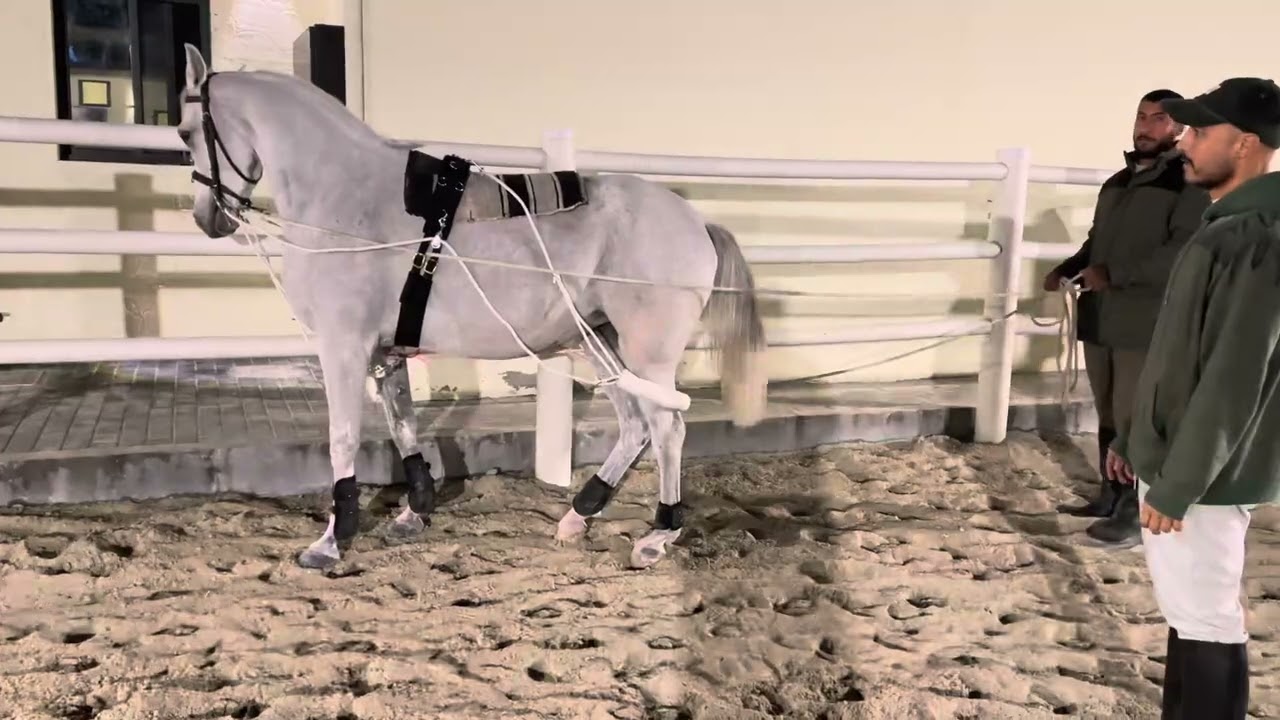 Arabic Mare Training 