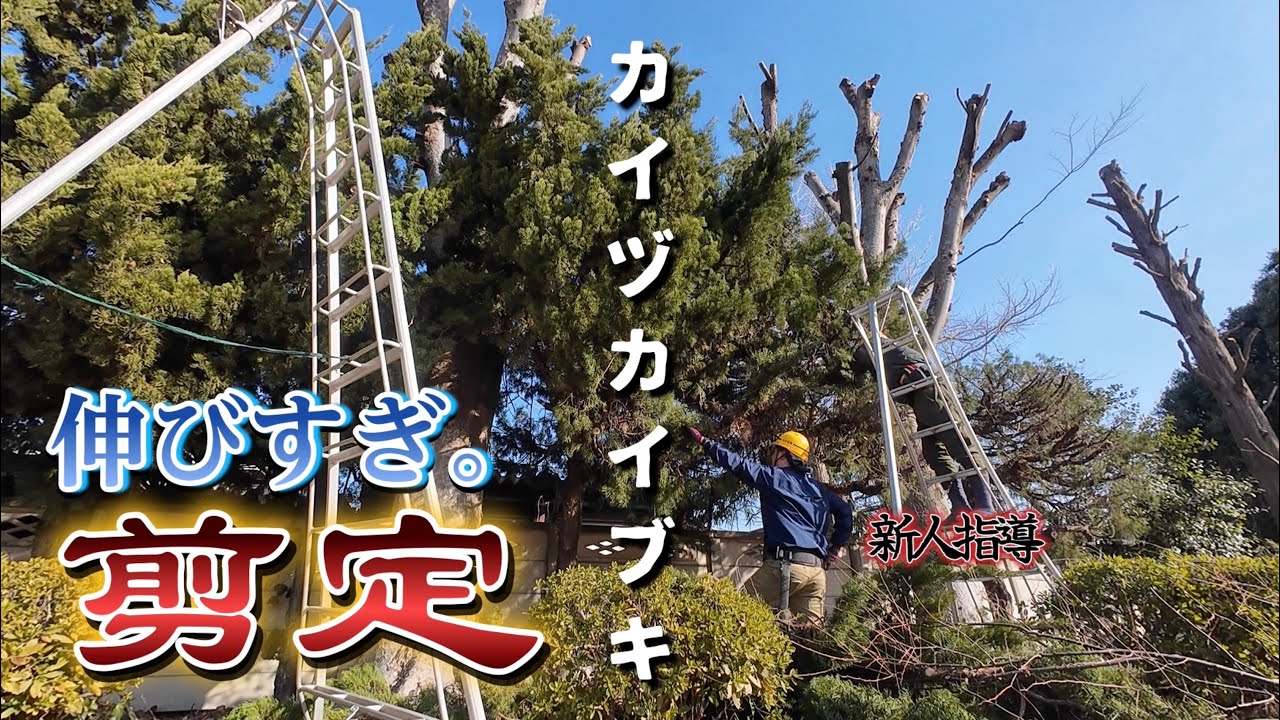 伸びまくった針葉樹を新人と剪定します