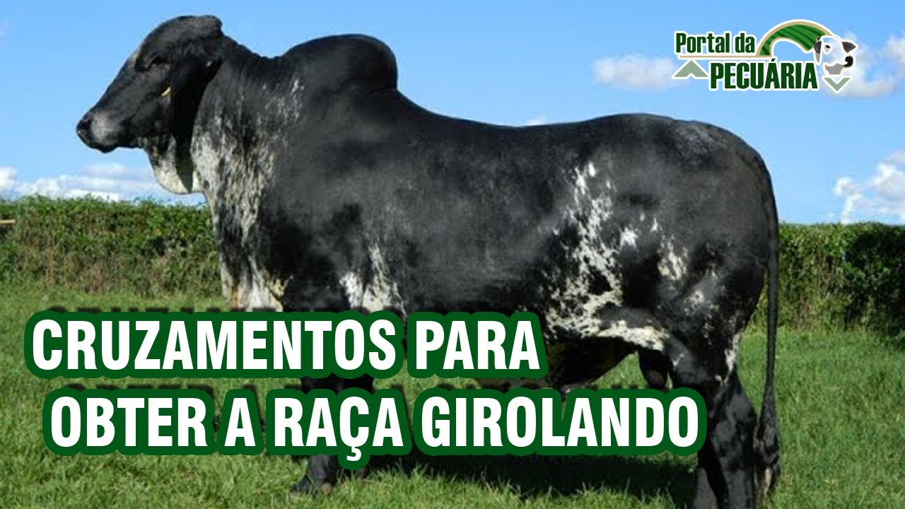 Cruzamentos para obter a raça Girolando