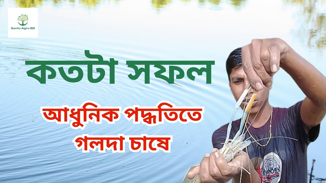 আধুনিক পদ্ধতিতে গলদা চিংড়ি চাষে কতটা সফল ? অল্প জায়গায় অধিক ঘনত্বে গলদা চিংড়ি চাষ পদ্ধতি