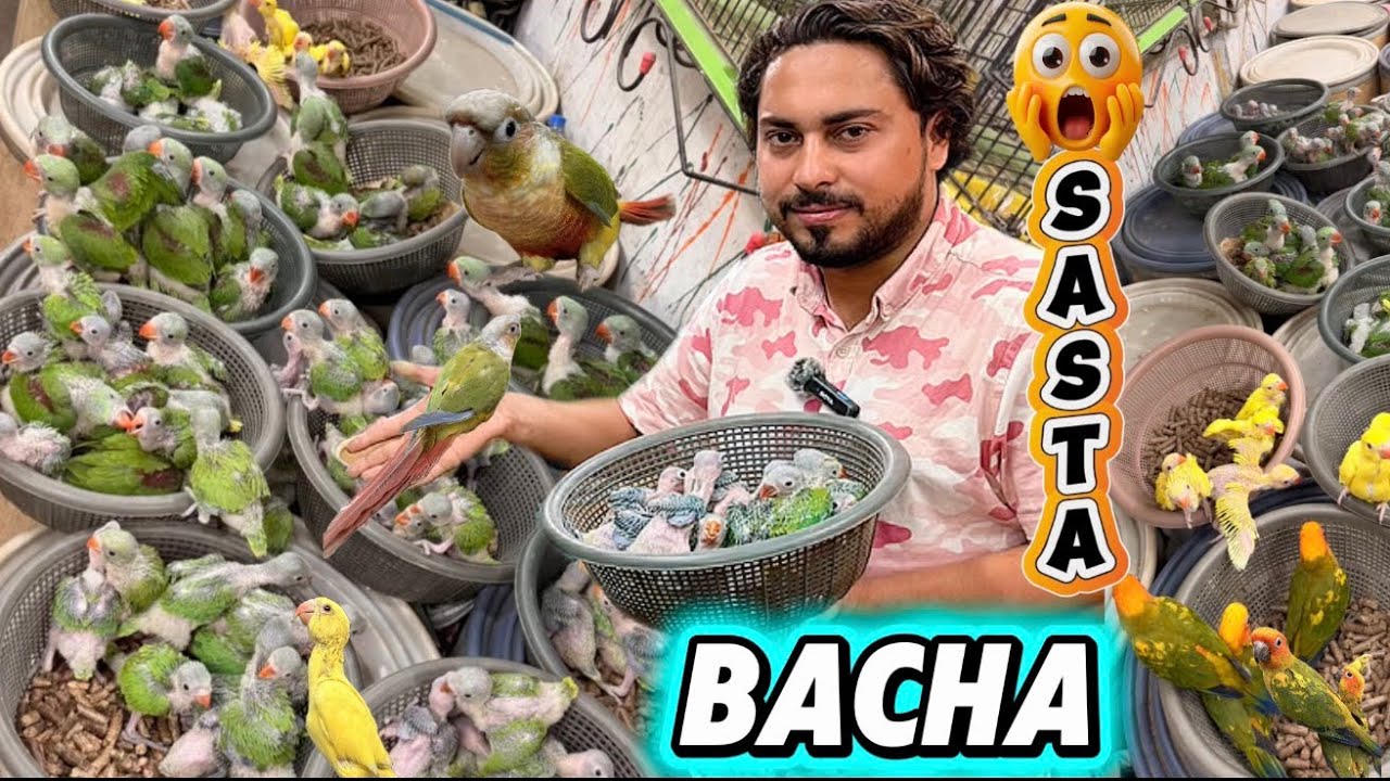 Ramadan me loot lo ajao Raw , Colours ringneck , grey ,Lories parrot babies❤️