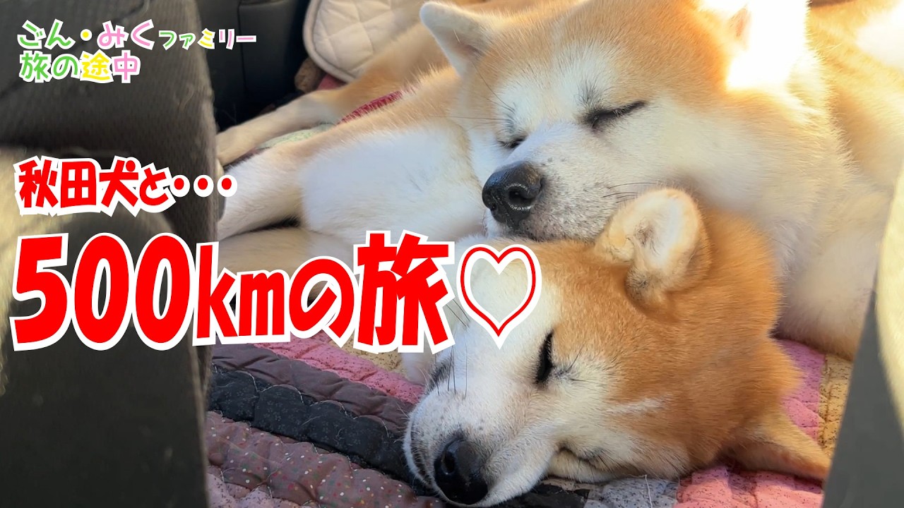 ああ～！！忘れてた～！！「秋田犬と･･･５００㎞の旅♡」【ごん・みく】ファミリー秋田紀行♪　秋田犬【ごん・みく チャンネル】