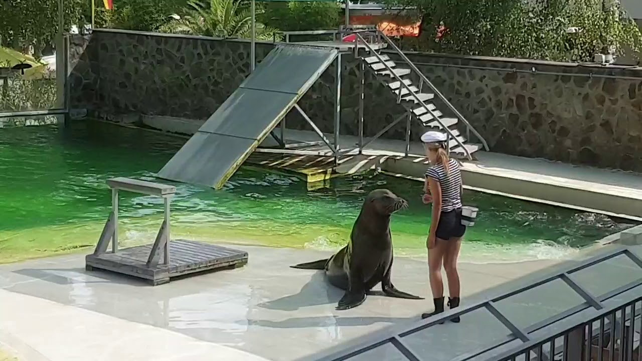 Fóka show Nyíregyháza Nyiregyházi állatpark ( ZOO ) 2019.08.12.