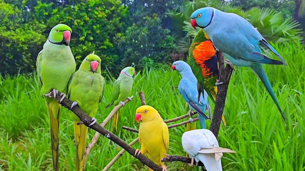 Parrot Ki Awaz | Mithu Mithu
