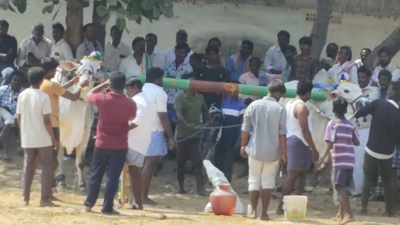 💥🌾14/02/2026 కడప జిల్లా నందలూరు మండలం పొత్తపి గ్రామంలో సేద్యపు ఎద్దుల విభాగంలో 7వ జత💥🌾