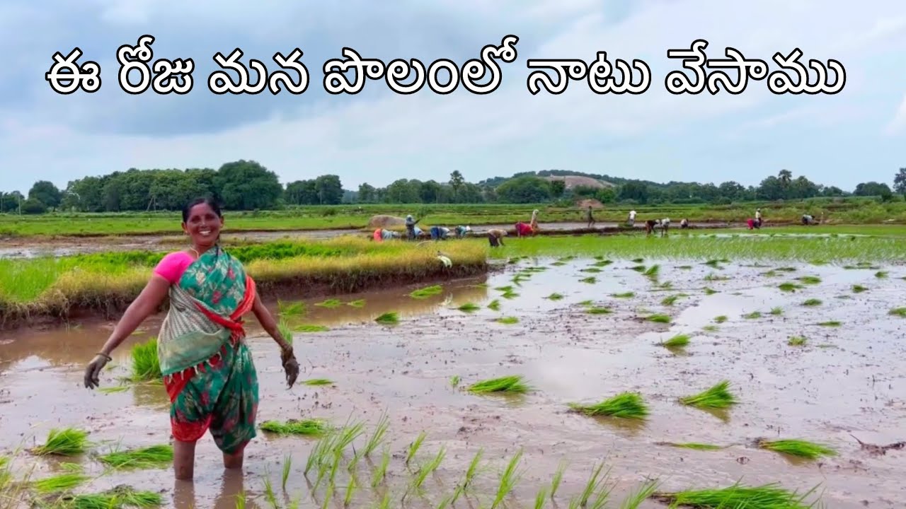ఈ రోజు మన పొలంలో నాటు వేసాము 