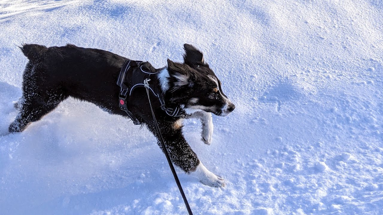 Furguson's First Adventures | Mini Aussie (4 months)