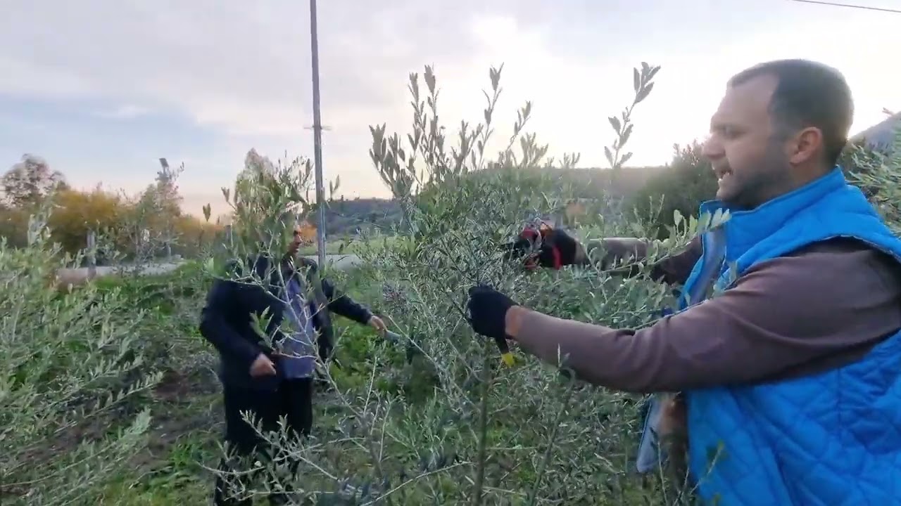 Arbequina Zeytin Budama 3 Yaş