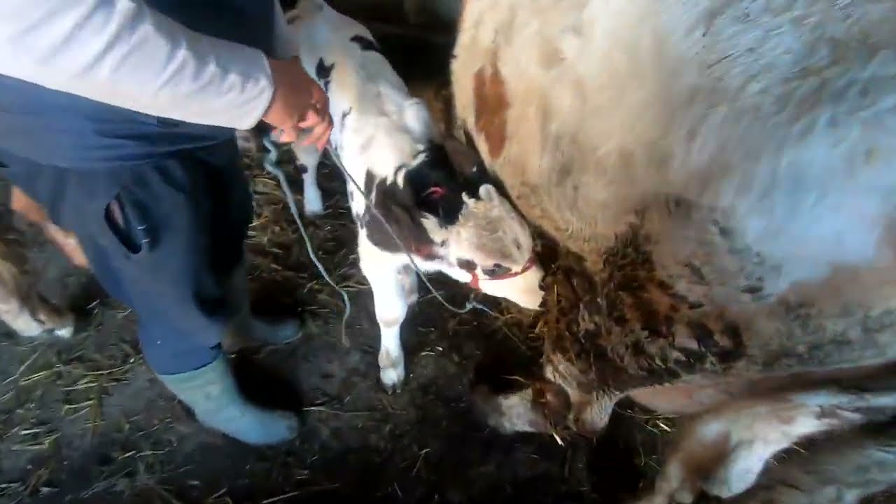 Reggeli munka az állatok közt