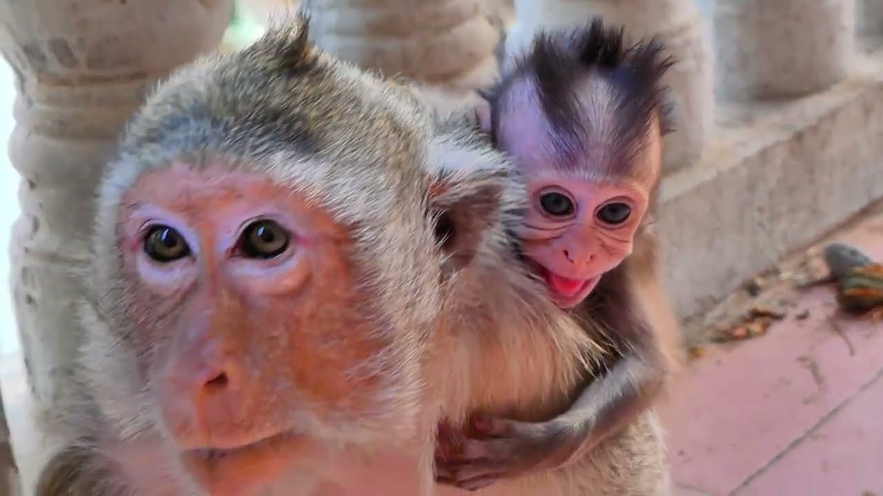 Oh no baby monkey Elon cries to asikng milk from Mom Emila.