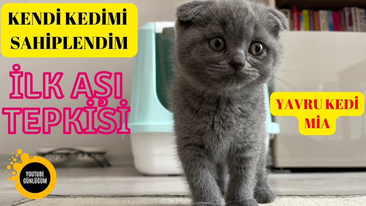 YAVRU KEDİ SCOTTİSH FOLD İLK GÜN VLOG İSMİ MİA OLDU #yavrukedivideoları #yavrukedi #vlog #kedi #cat