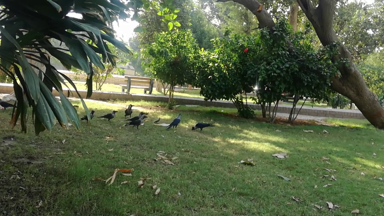 Crow and squirrel  fight new video