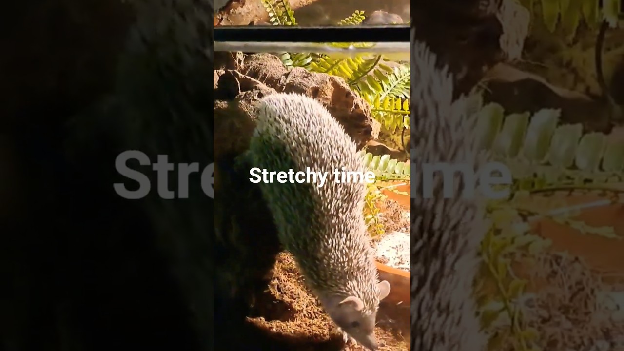 Stretching lesser hedgehog tenrec being cute