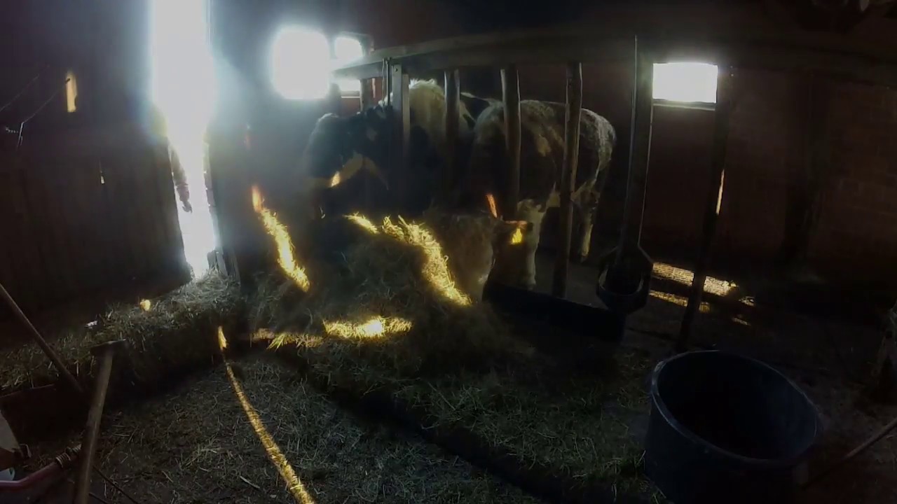 Grassilo holen und Rinder füttern 2018