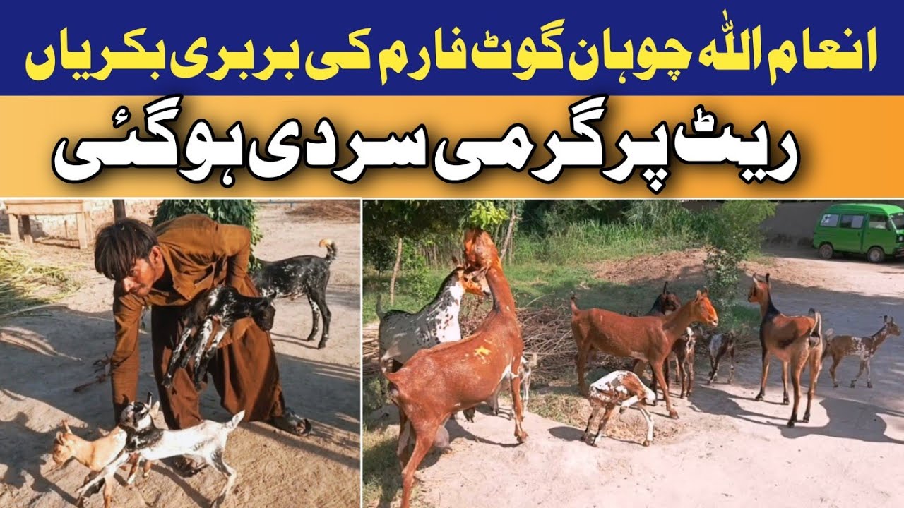 Goat Farm Rate Discussion: Kya Bardasht Kar Sakte Ho? 🐐