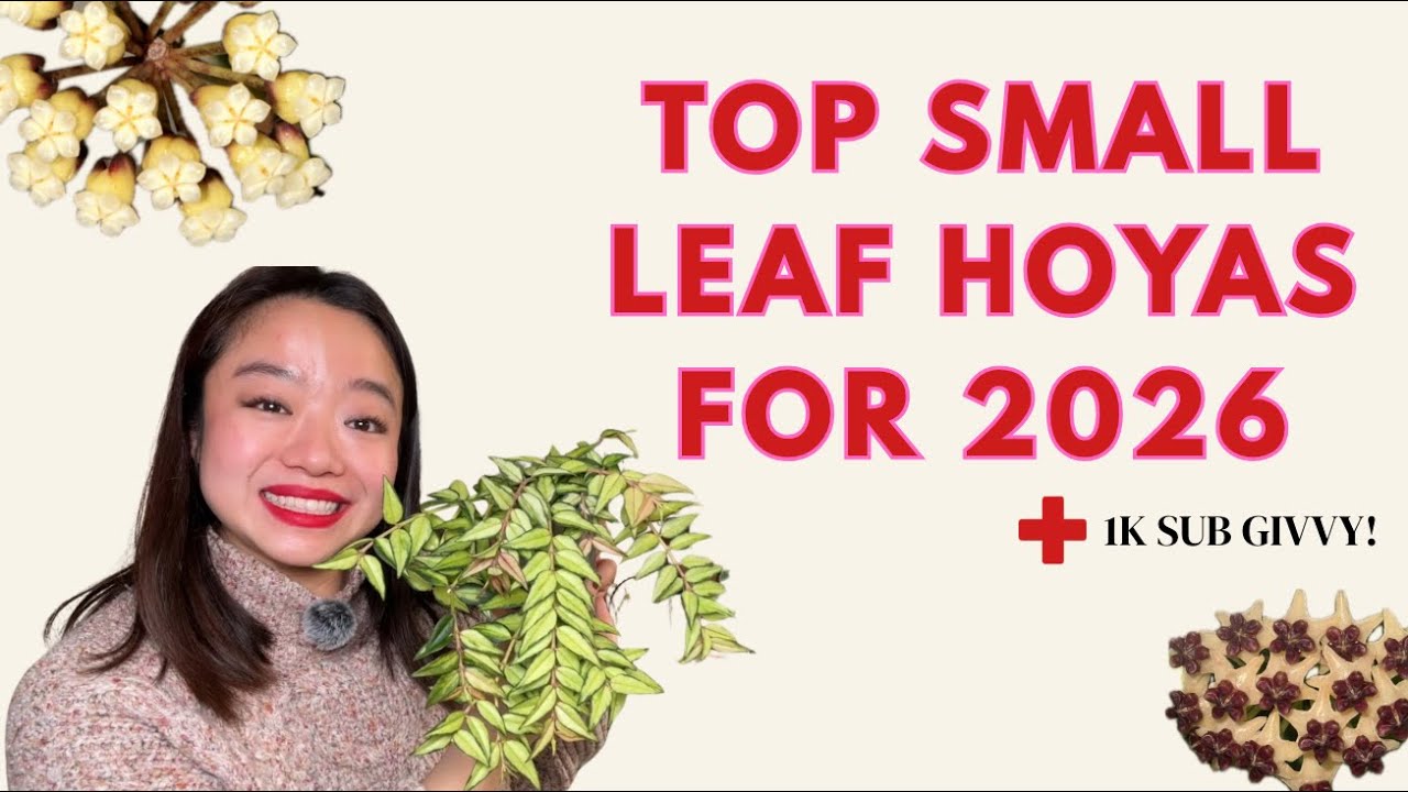 My Top 10 Small-Leaf Hoyas | 1K Subscribers Givvy!  🎉