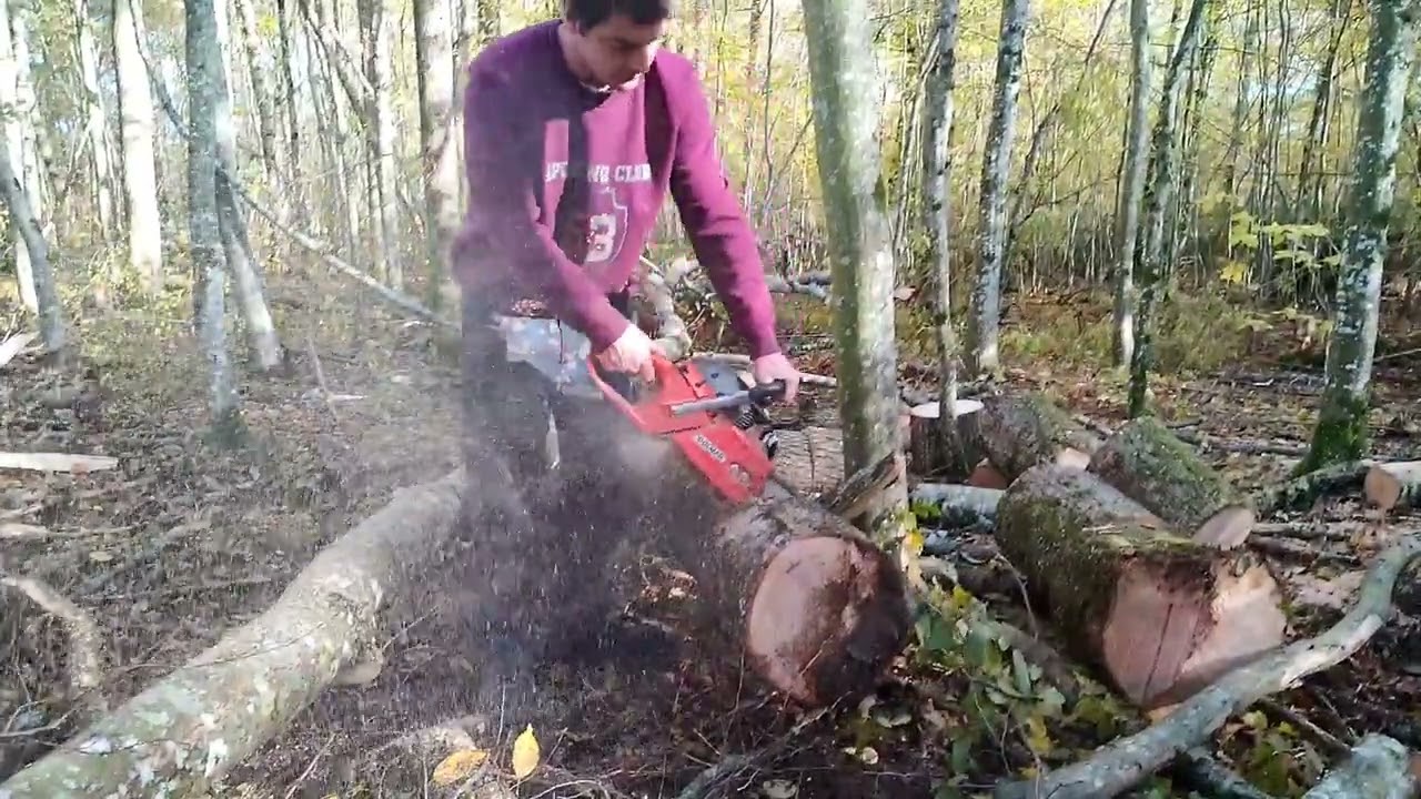 Abattage de frêne DOLMAR 7910 #boisdechauffage #youtubeshorts #forestmen