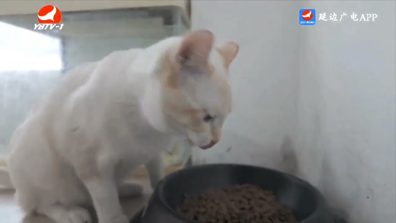 나에게도 집이 있을까 연길시 조양천 '꿈의 사랑'유기동물보호소 소장 리일남씨 스토리 중국연변 @