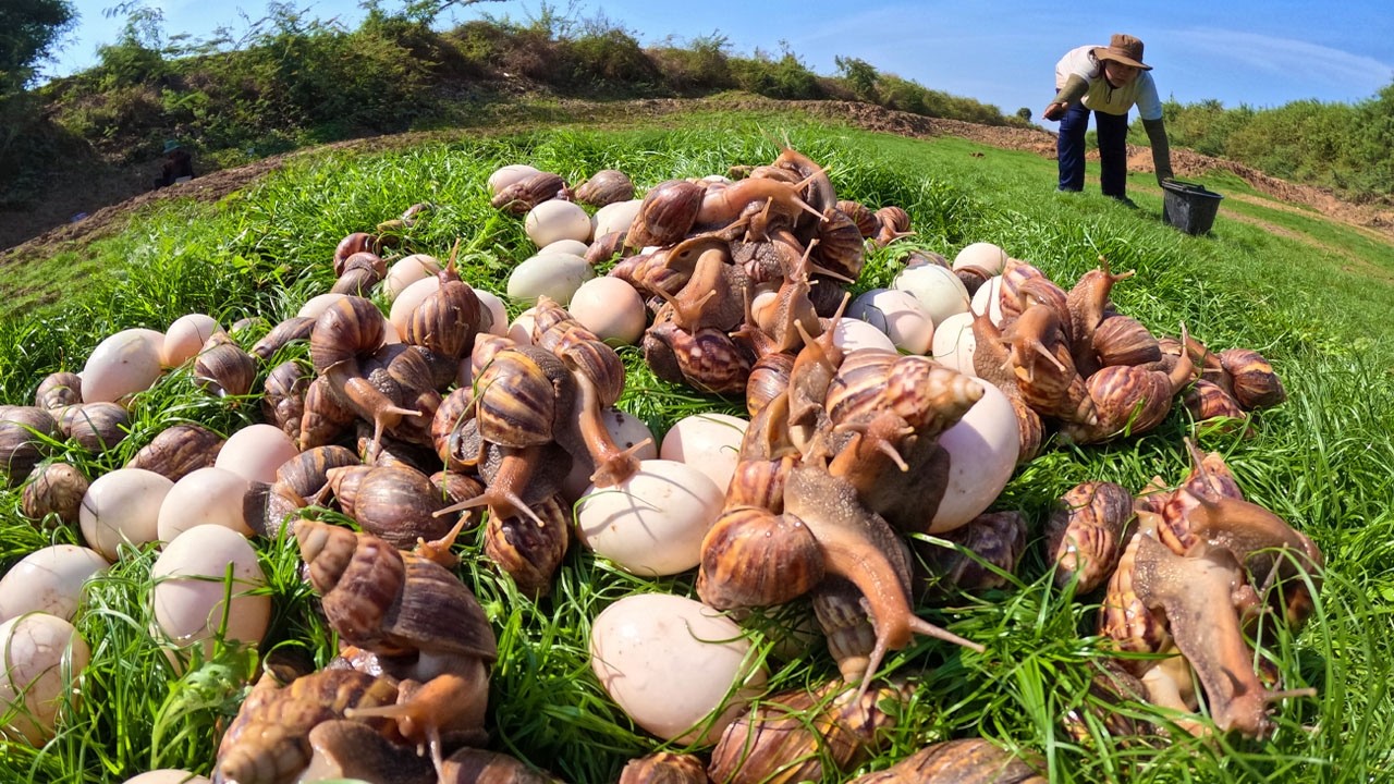 Amazing Snail Harvest! Finding Hundreds of Giant Snails and Eggs
