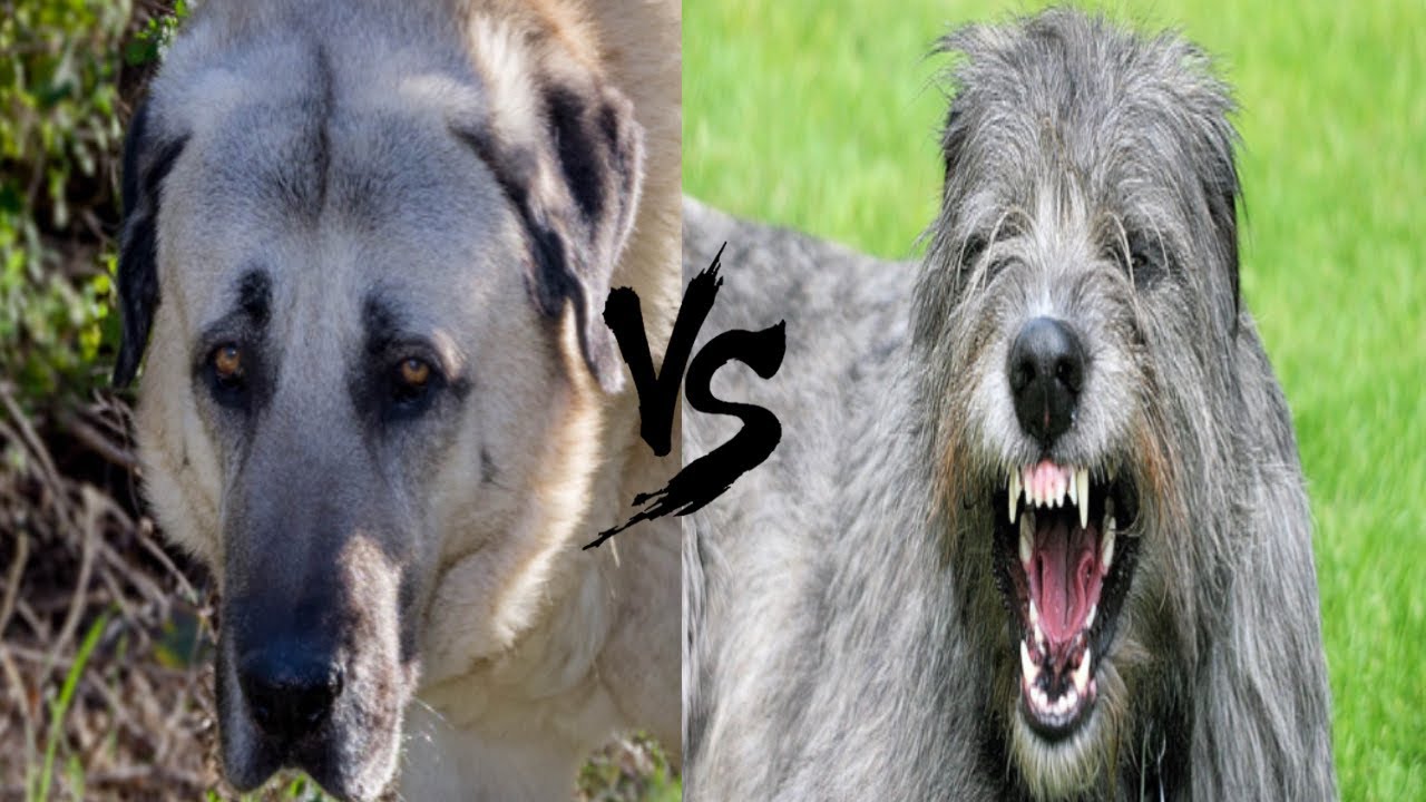 Irish wolfhound vs Kangal