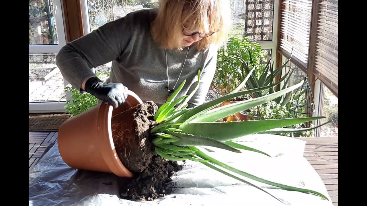Rozmnażanie Aloesów - Melarosa #35  ( How To Propagate Aloe Vera )