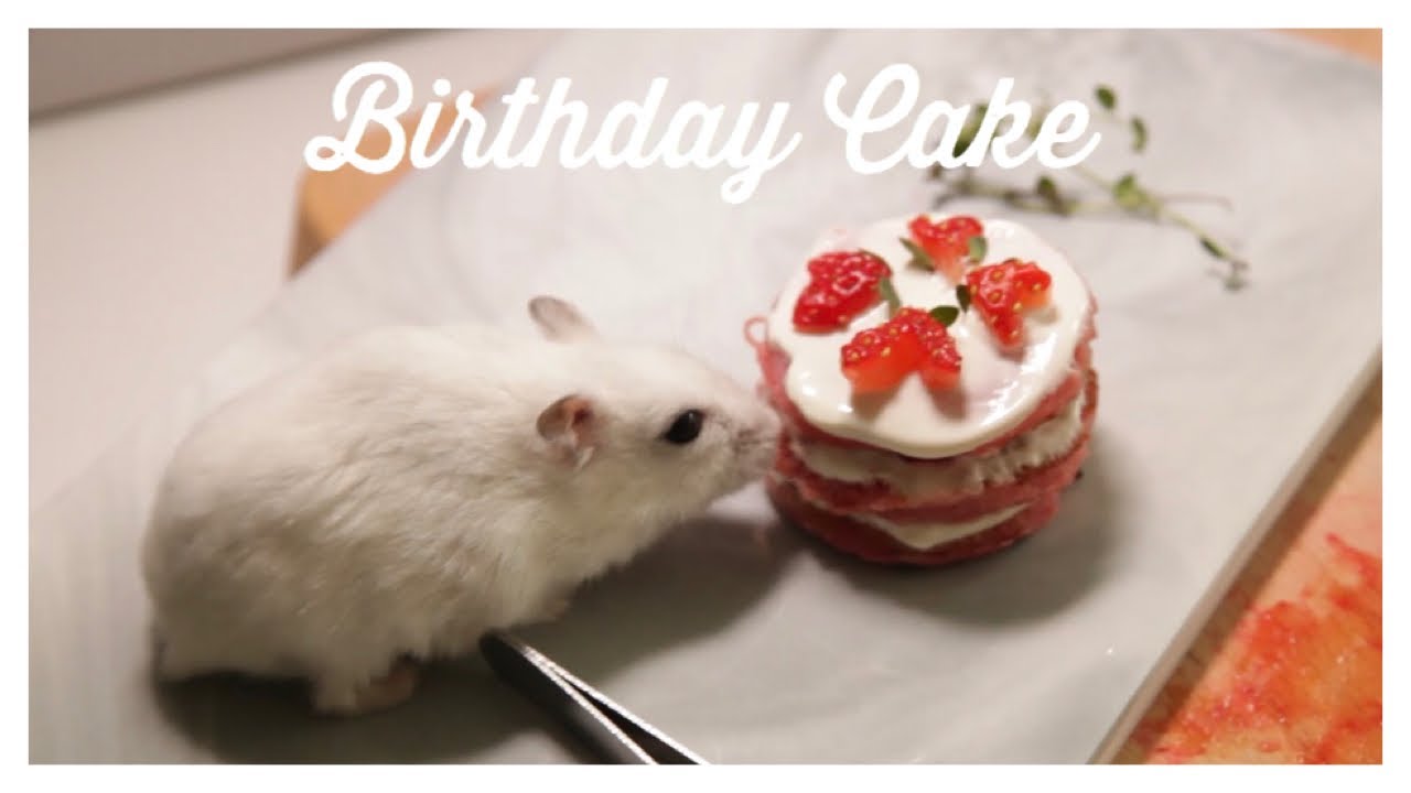 Birthday Cake For Hamsters 🎂