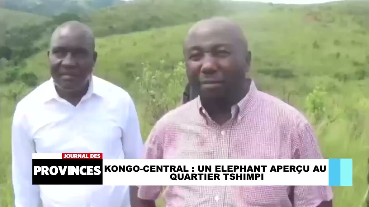 Kongo-Central: Un éléphant aperçu au quartier Tshimpi