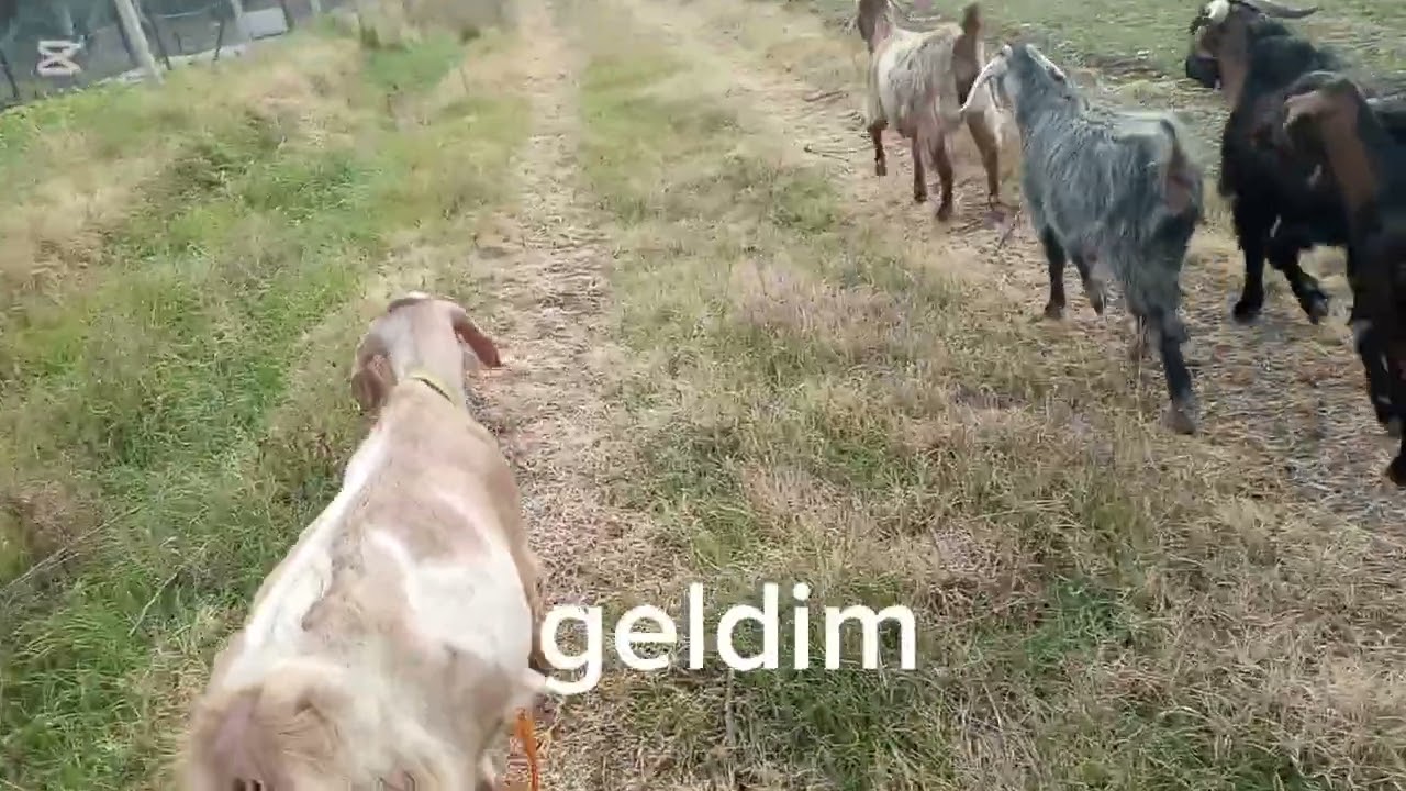2026’nın ilk keçi yayımı.Otumuz bol, hayvanımız sağlıklı olsun inşallah.”
