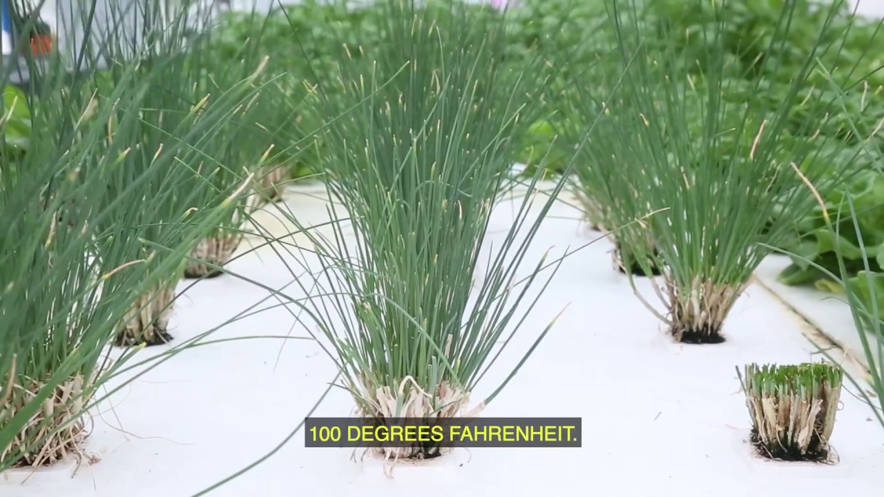 DWC Hydroponic Chives (Cut-And-Come-Again Harvesting)